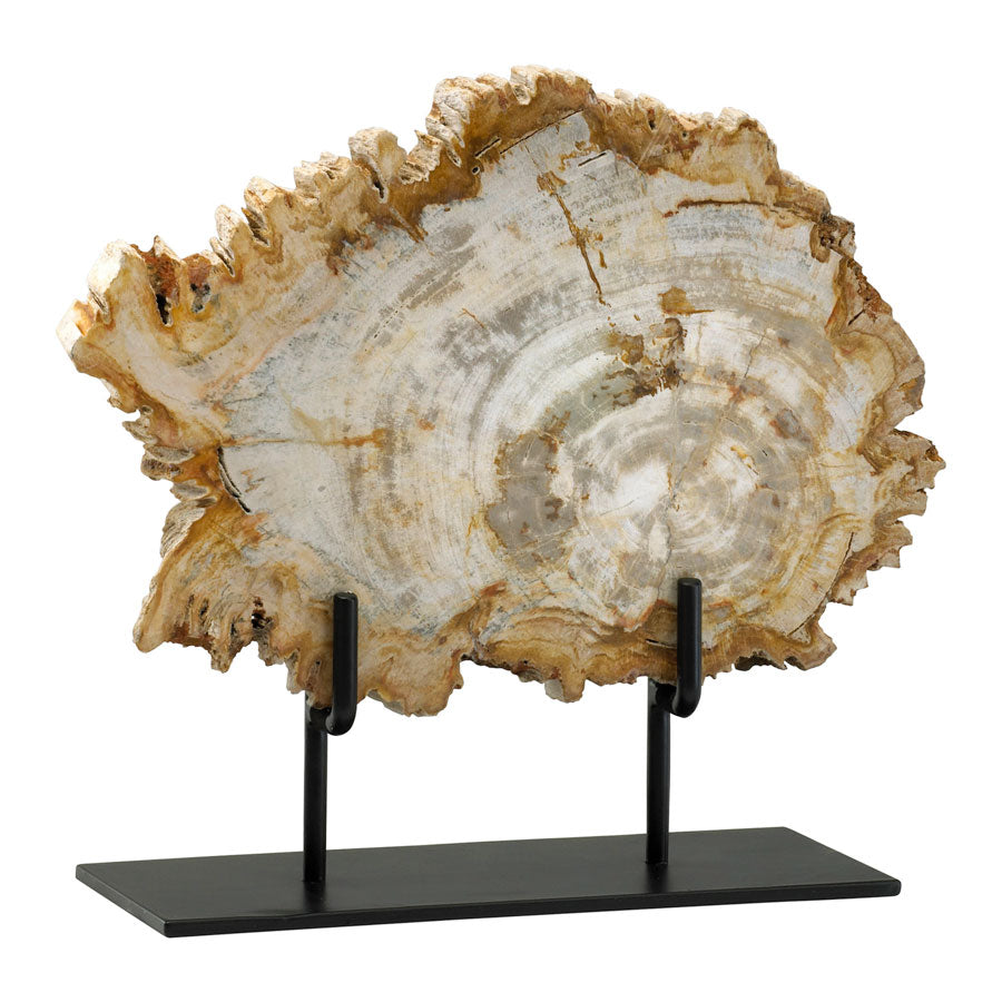 Medium Petrified Wood On Stand